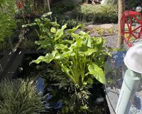 Gartenteich mit angrenzender Terrasse
